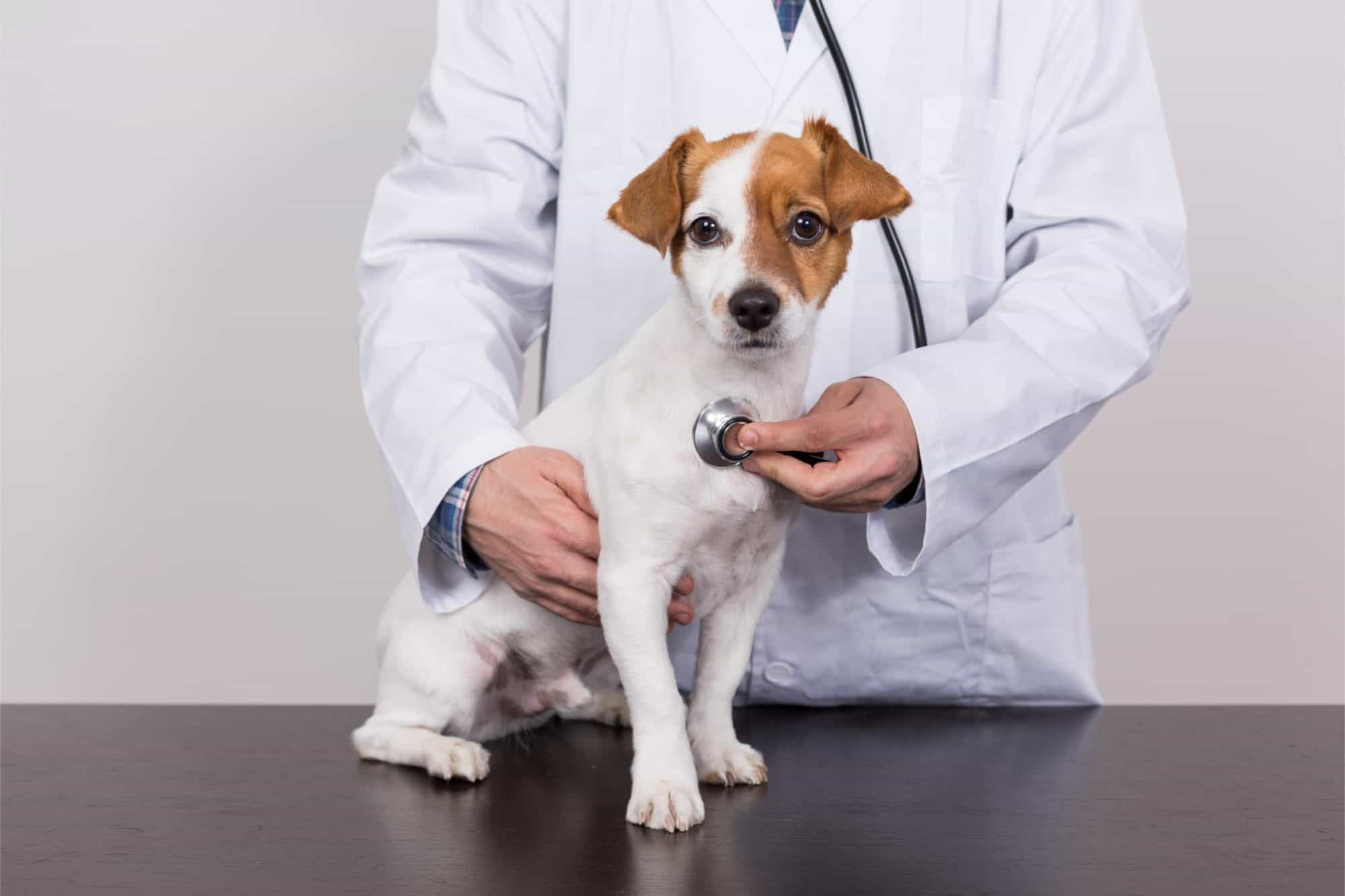 Importance of Wellness Checks For Canines