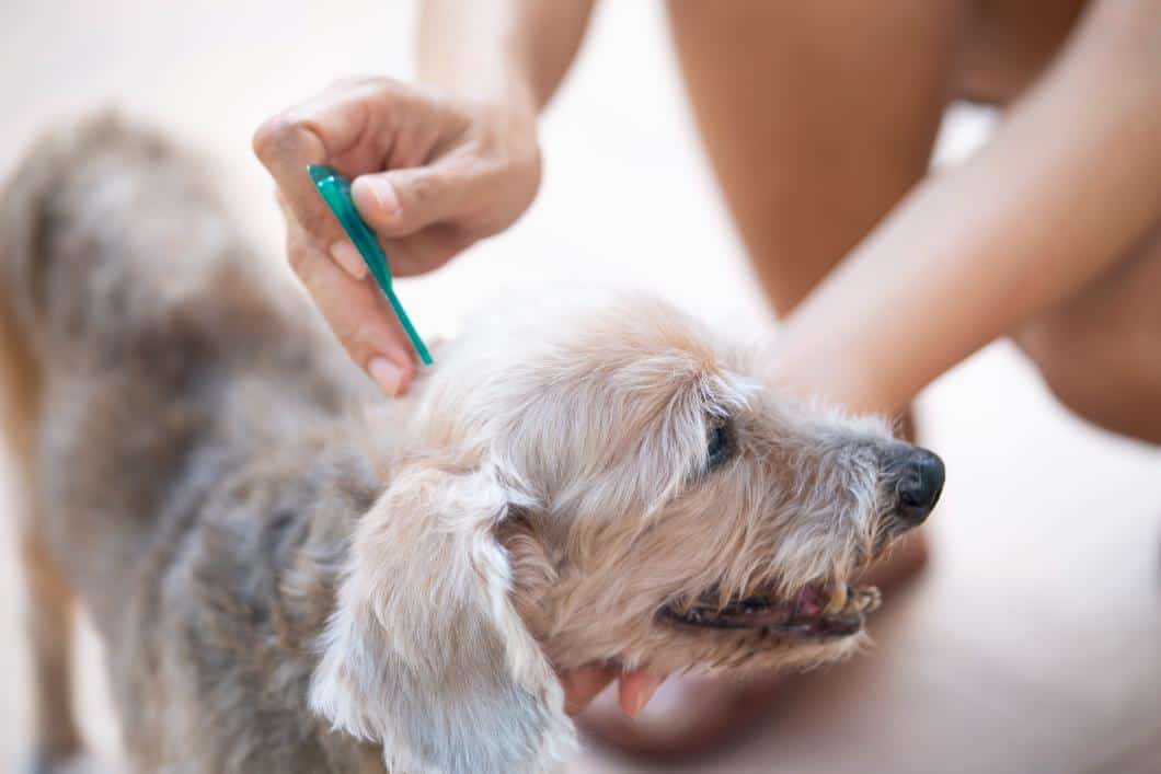 Fleas and Ticks: Protecting Your Pets in San Antonio