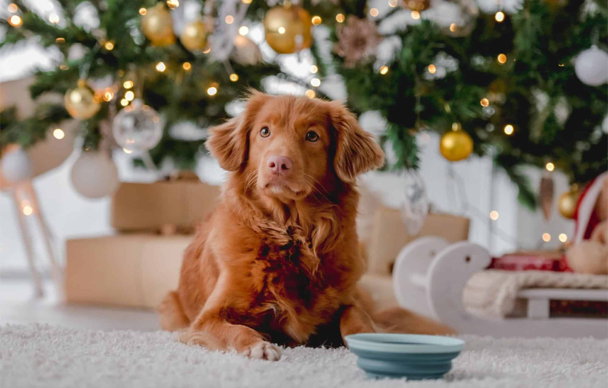 Preparing Your Pet For The Holidays: Tips for a Safe and Stress-Free Season