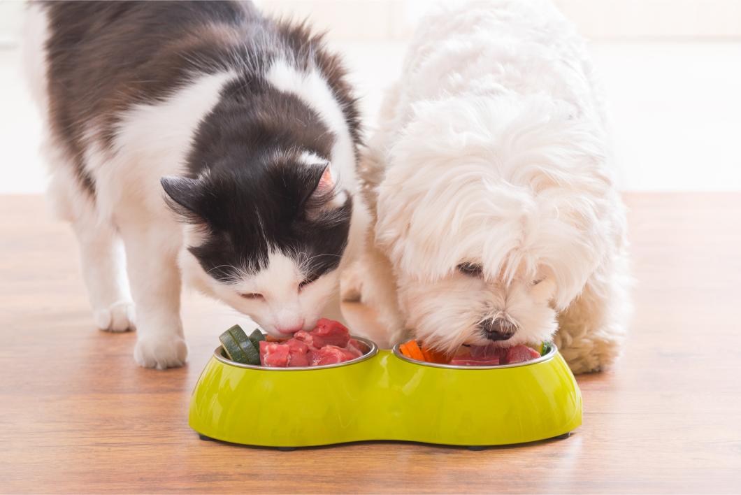 Understanding Your Pet’s Nutritional Needs: How to Choose the Right Diet for Your Pet