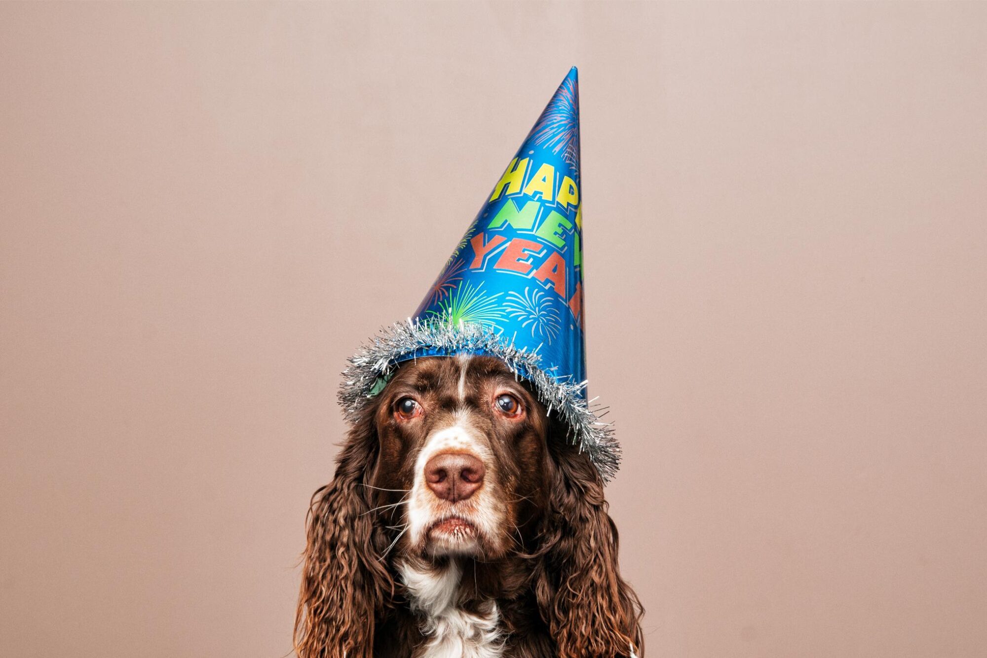 New Year, Healthy Start: Wellness Tips for Your Pet in 2025