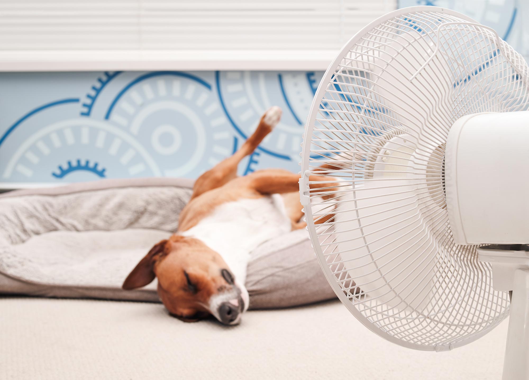 Heartworm prevention.