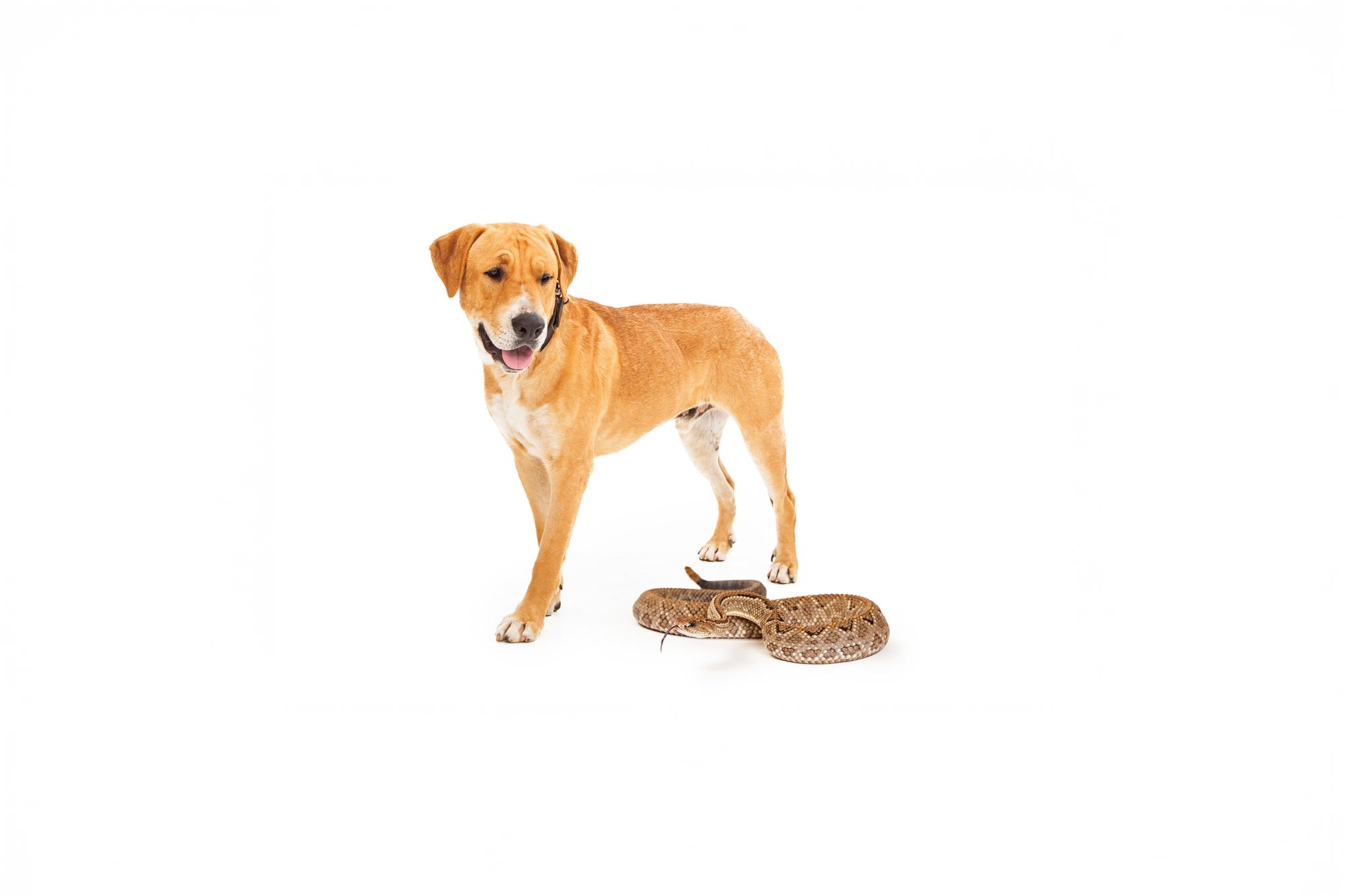 Snake Safety for Pets: What to Do if Your Dog or Cat Encounters a Snake
