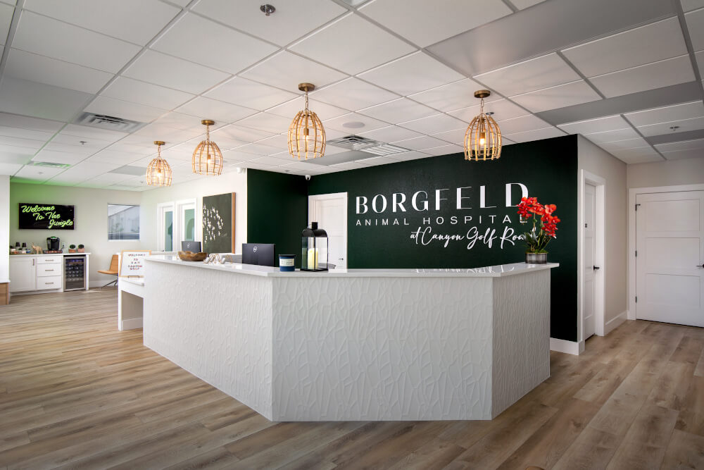 Borgfeld Animal Hospital Borgfeld Animal Hospital