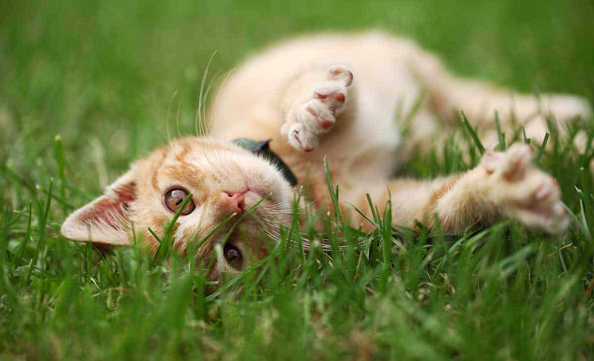 A cat rolling around in the grass