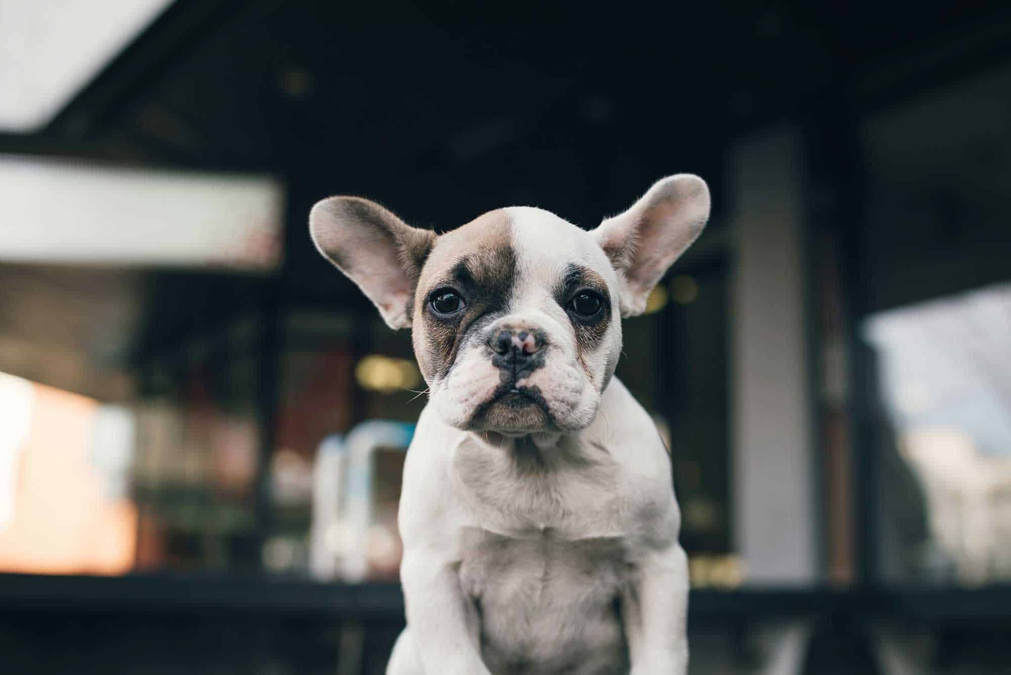 A french bulldog looking forward